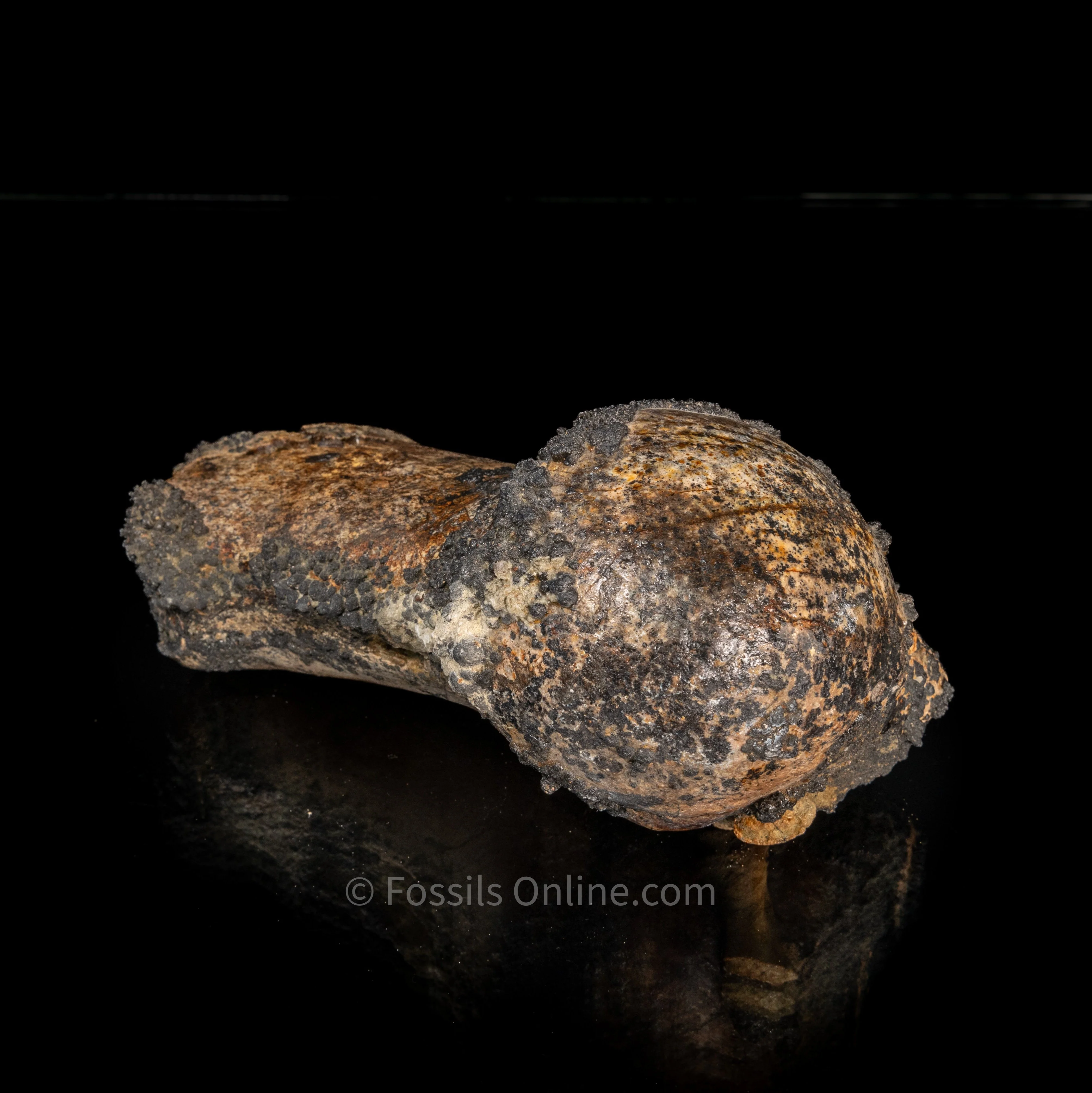 Whale Humerus Bakersfield CA - Image 3