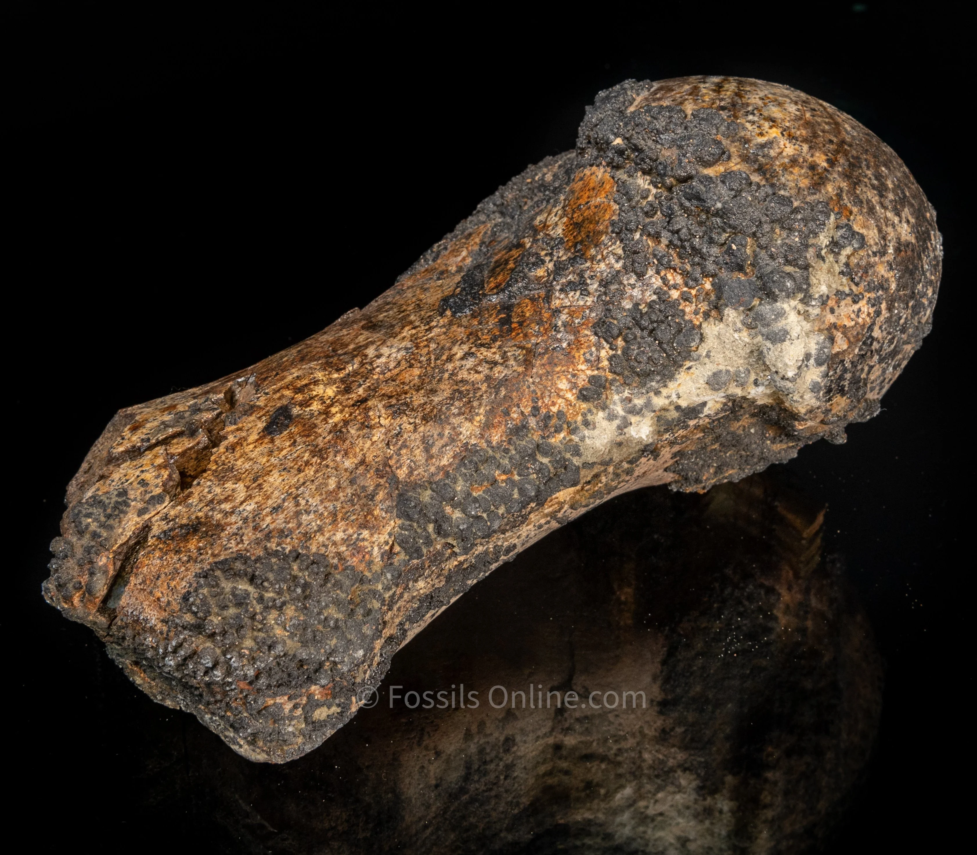 Whale Humerus Bakersfield CA - Image 4