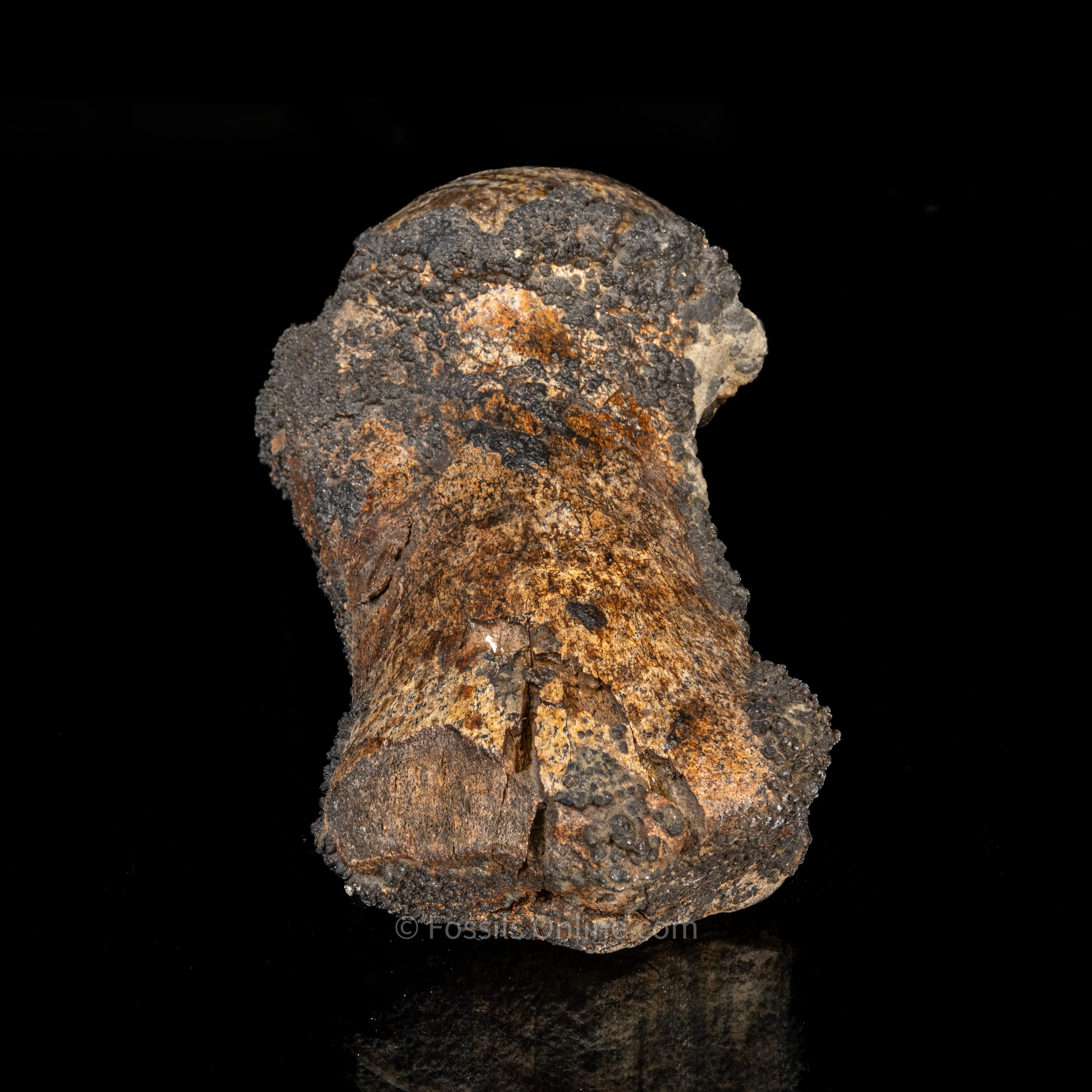 Whale Humerus Bakersfield CA - Image 5