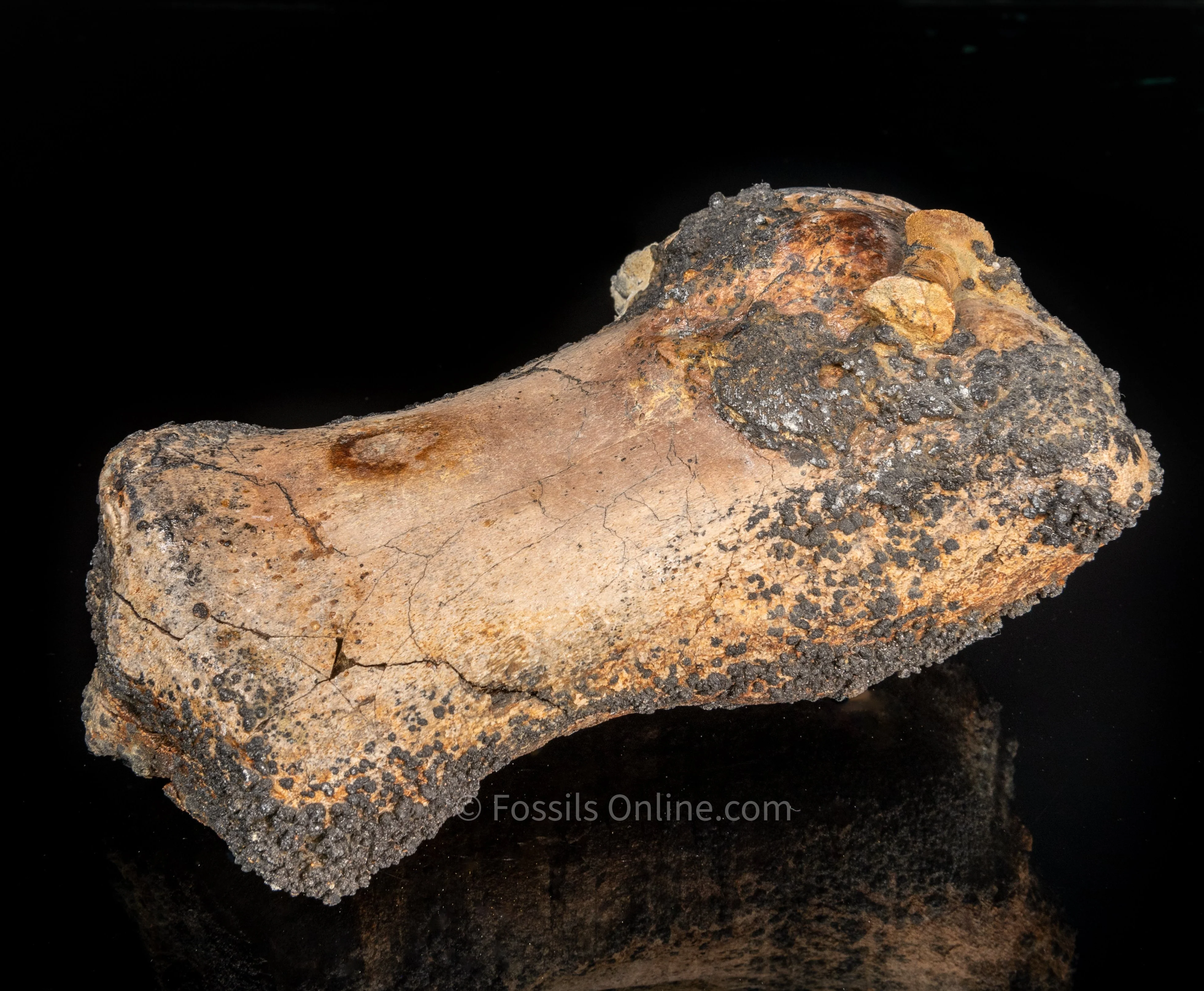 Whale Humerus Bakersfield CA - Image 6