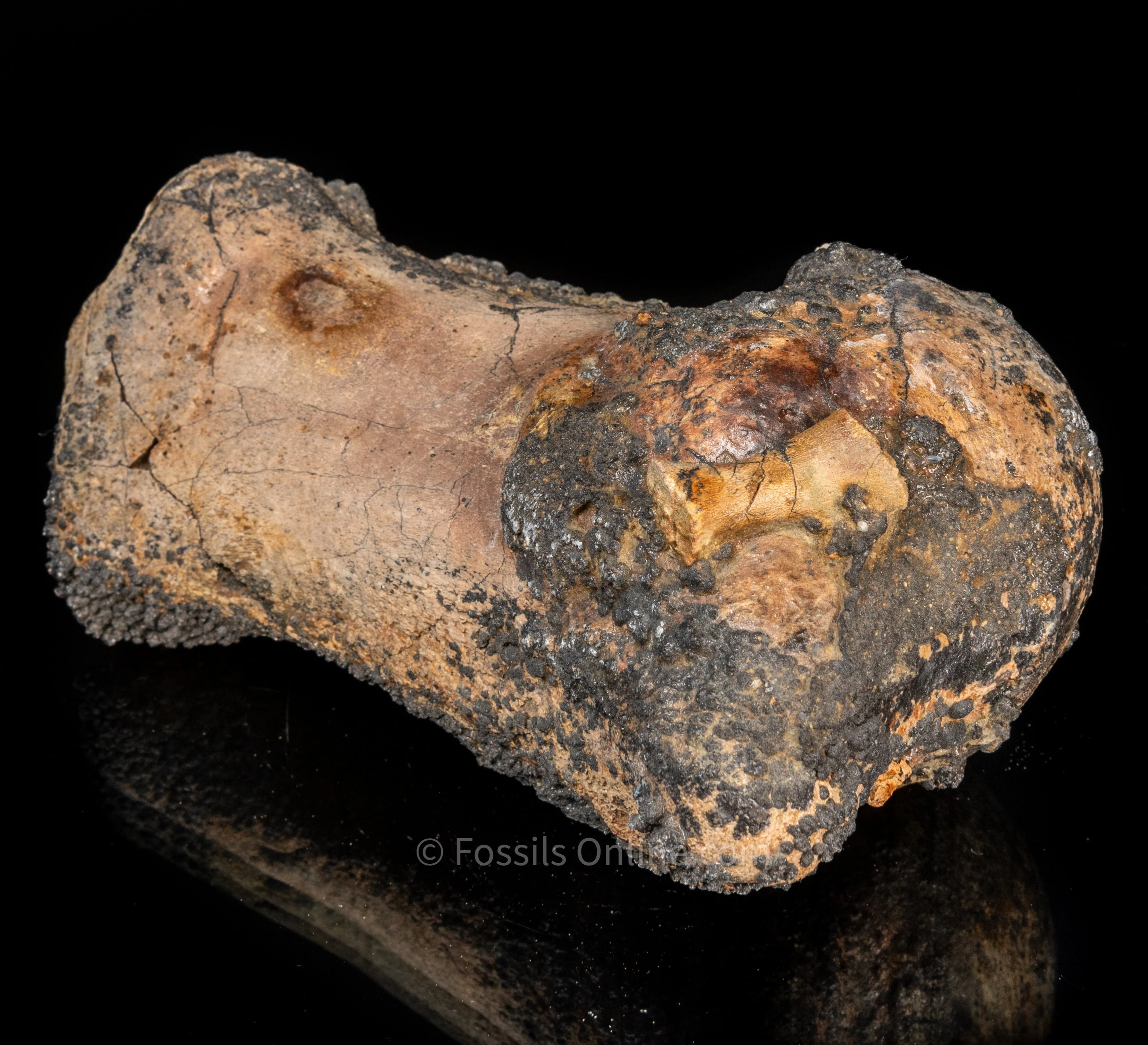 Whale Humerus Bakersfield CA - Image 7