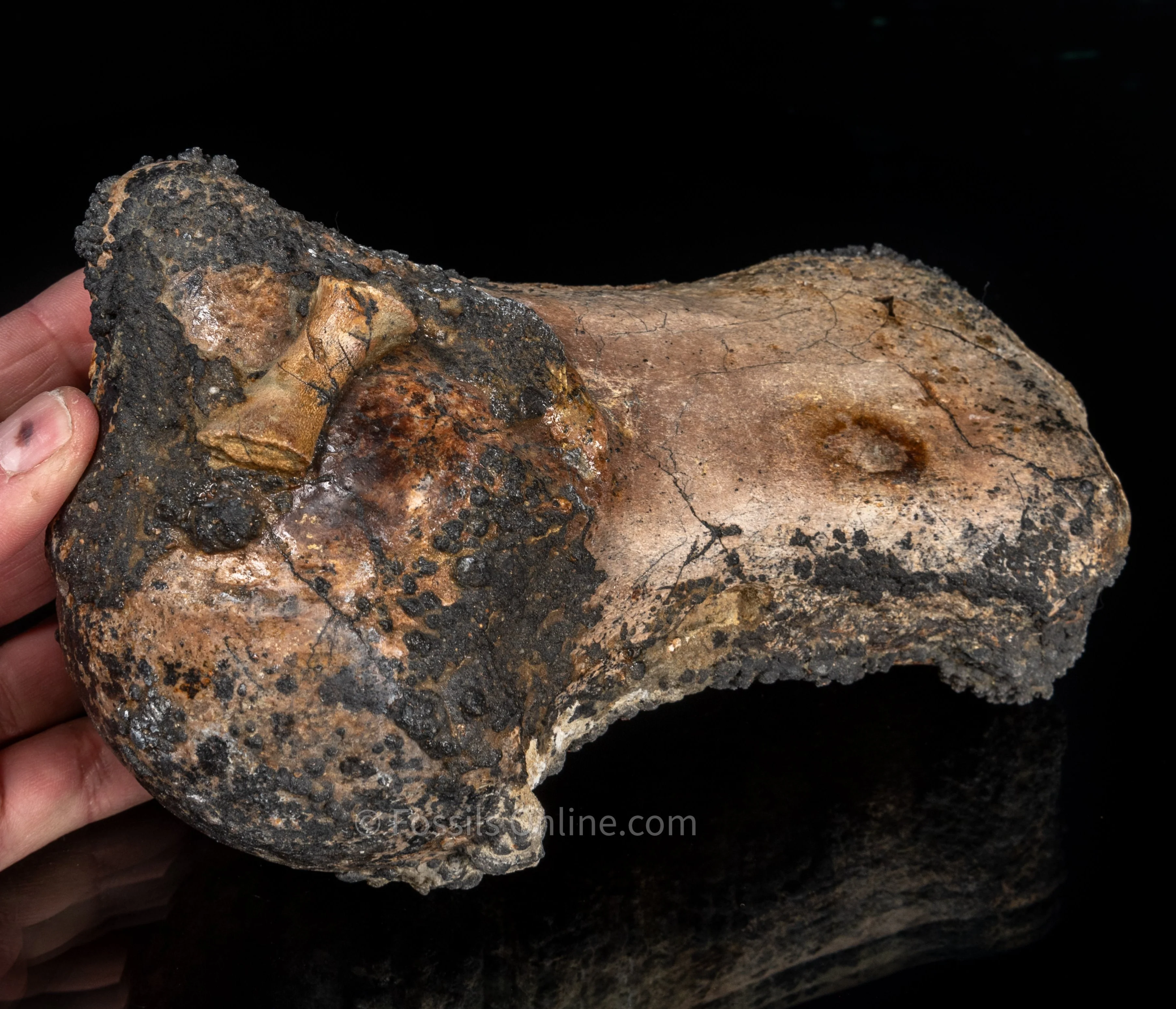 Whale Humerus Bakersfield CA - Image 8